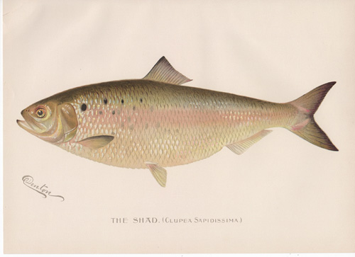 Denton fish lithograph from 1896